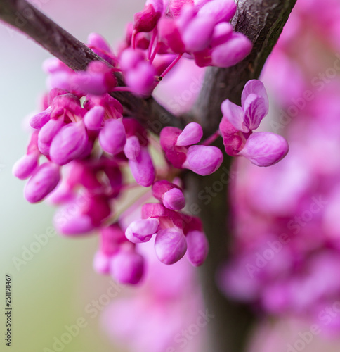 Beautiful purple flowers on a tree in spring