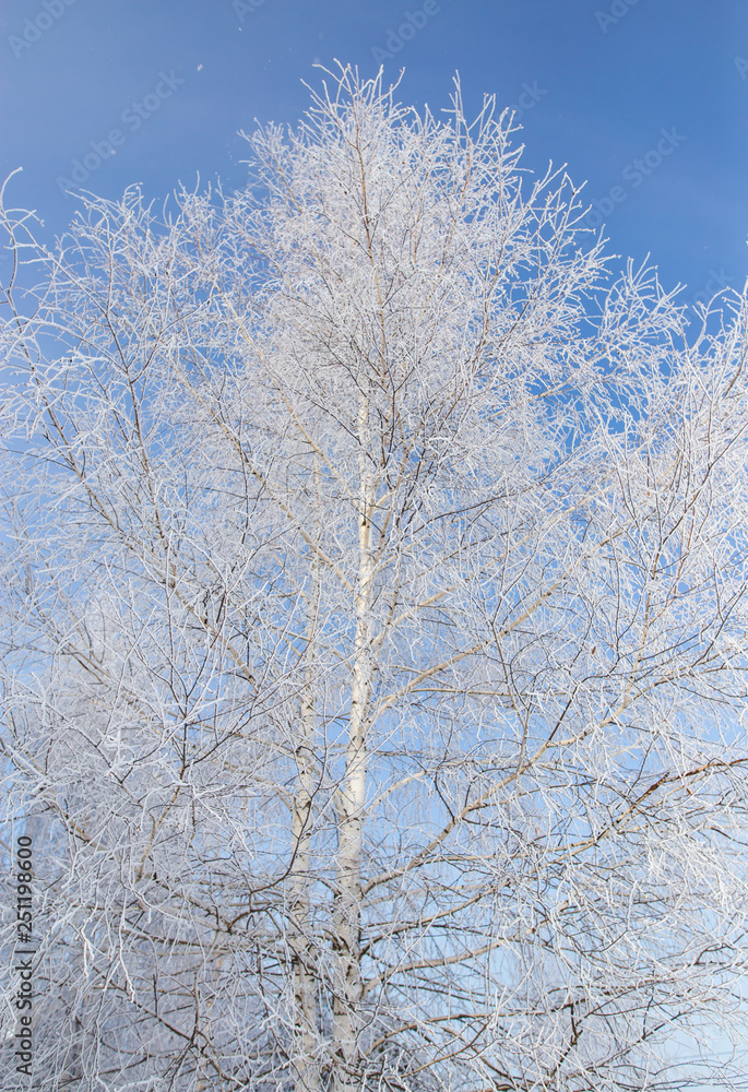 Frozen branches on a tree against a blue sky Frozen branches on a tree against a blue sky