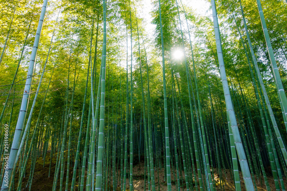 Bamboo forest with sunny in morning Bamboo forest with sunny in morning
