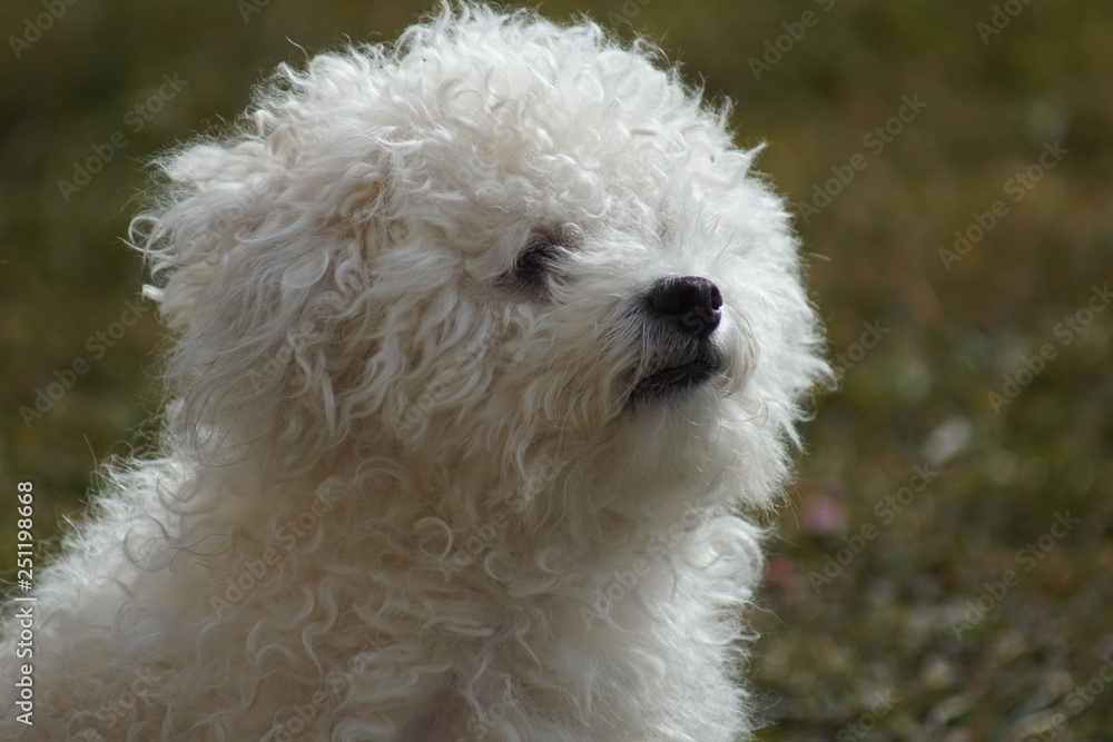 hund, haustier, tier, weiß, hübsch, portrait, flaumig, süss, säugetier, einheimisch, haar, gering, reinrassig, gewellt, komisch, freund, Bologneser, buddy hund, haustier, tier, weiß, hübsch, portrait, flaumig, süss, säugetier, einheimisch, haar, gering, reinrassig, gewellt, komisch, freund, Bologneser, buddy