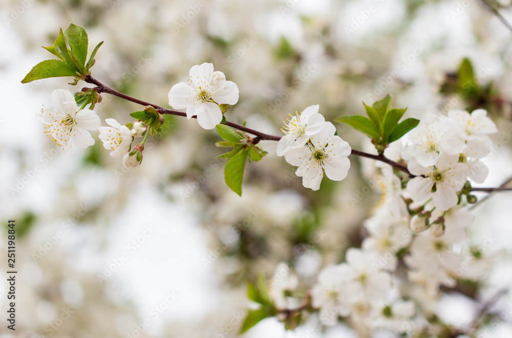 Flowers on the branches of cherry in spring