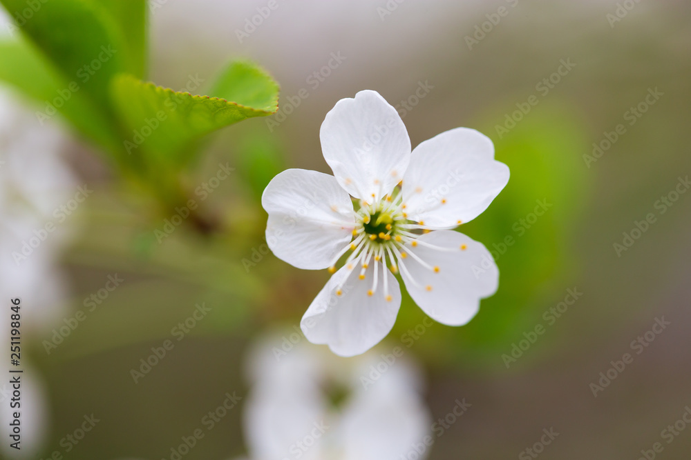 Obraz premium Flowers on the branches of cherry in spring
