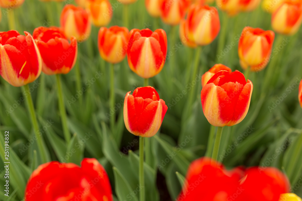 Red tulips in the park as background