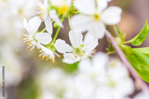 Flowers on the branches of cherry in spring © schankz