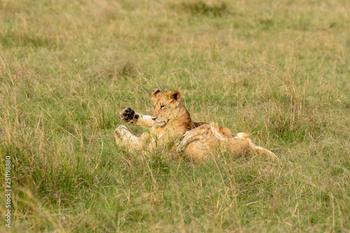 Lion cubs playing in the green grasses of Masai Mara National Park during a wildlife safari