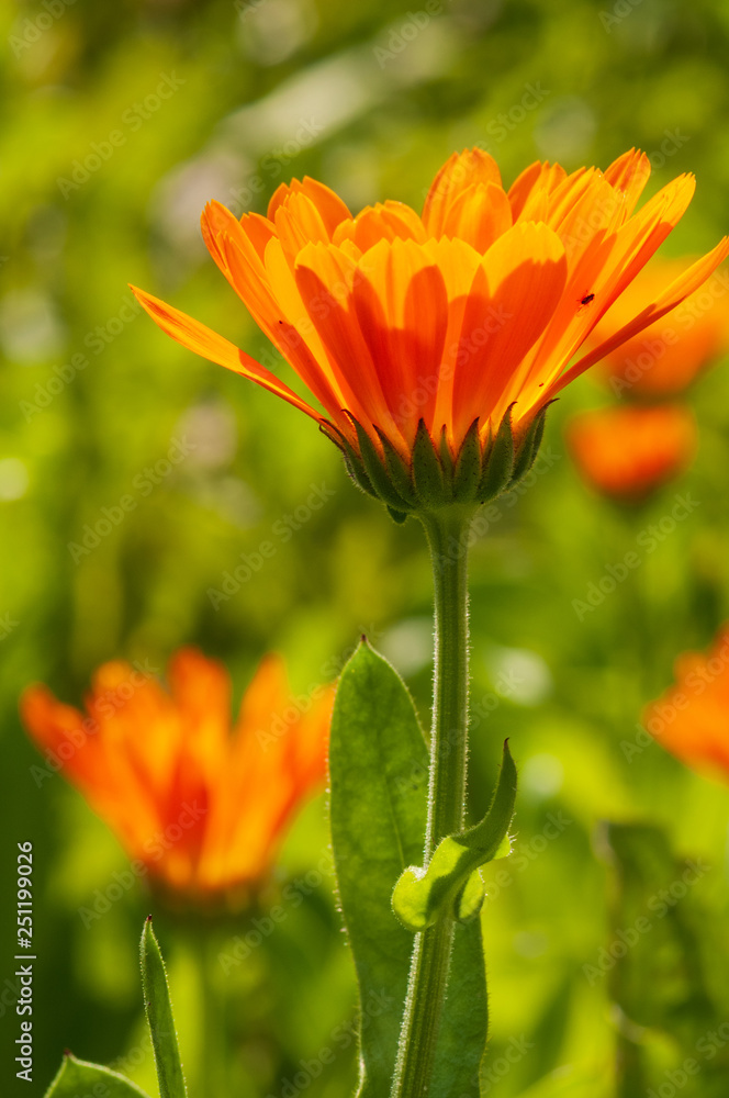 Calendula officinalis, marigold in a herb garden in a sunlight Calendula officinalis, marigold in a herb garden in a sunlight