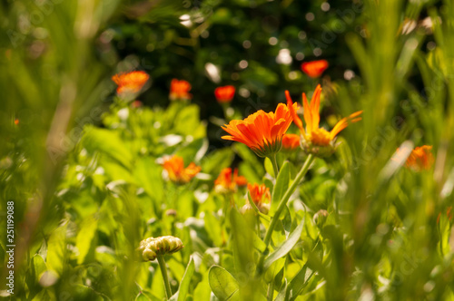 Calendula officinalis, marigold in a herb garden in a sunlight surrounded by rosemary