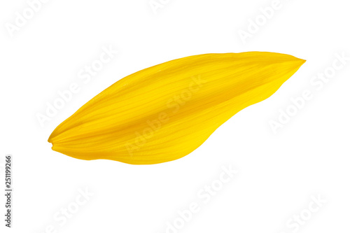 sunflower flower petal one yellow petal in closeup isolated on white