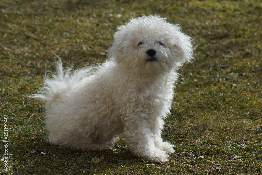 hund, haustier, tier, weiß, hübsch, portrait, flaumig, süss, säugetier, einheimisch, haar, gering, reinrassig, gewellt, komisch, freund, Bologneser, buddy hund, haustier, tier, weiß, hübsch, portrait, flaumig, süss, säugetier, einheimisch, haar, gering, reinrassig, gewellt, komisch, freund, Bologneser, buddy