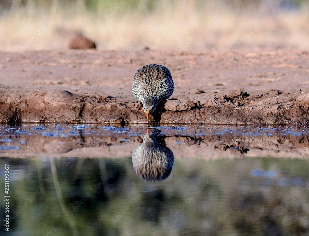 Obraz premium bird by water