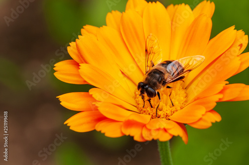 Calendula officinalis, marigold in a herb garden in a sunlight  with honey bee