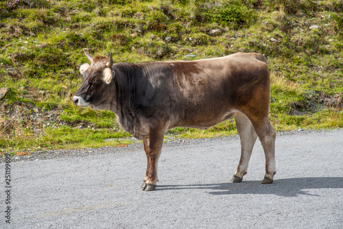 Lonely bull on the roadside of the Kaunertal Glacier Road in Tyrol, Austria. photo