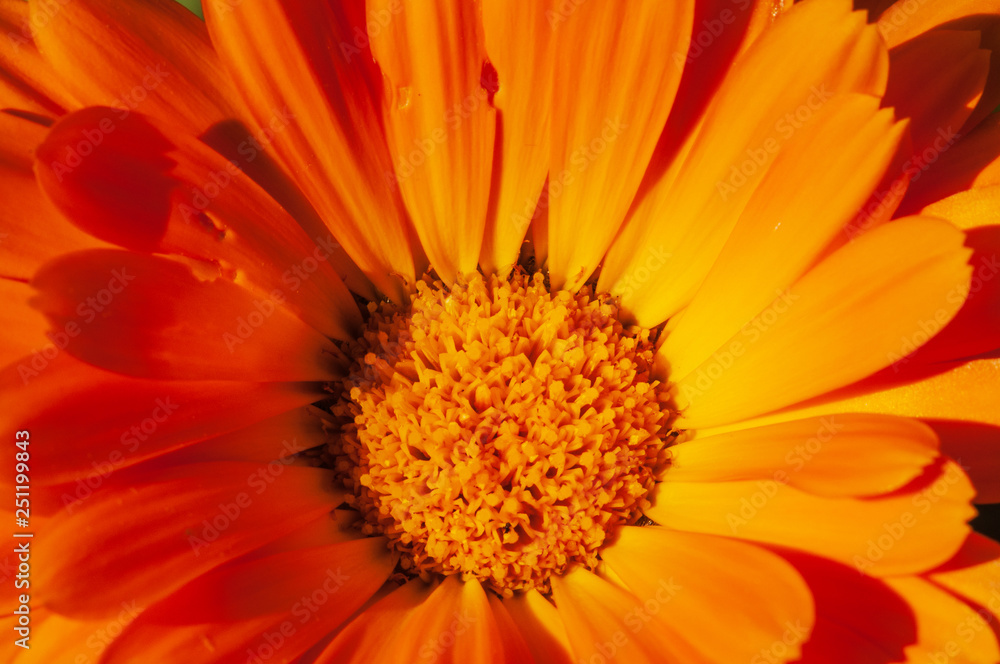 Calendula officinalis, marigold in a herb garden in a sunlight Calendula officinalis, marigold in a herb garden in a sunlight