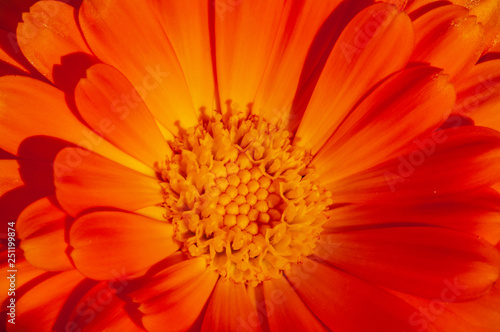 Calendula officinalis  marigold in a herb garden in a sunlight