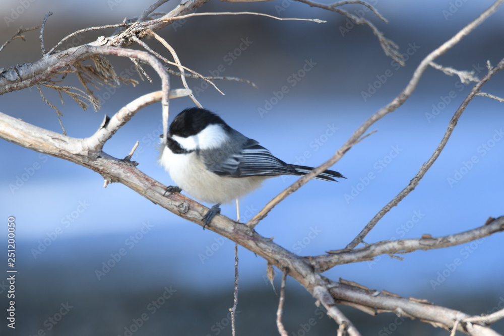 Fototapeta premium Chickadee's 