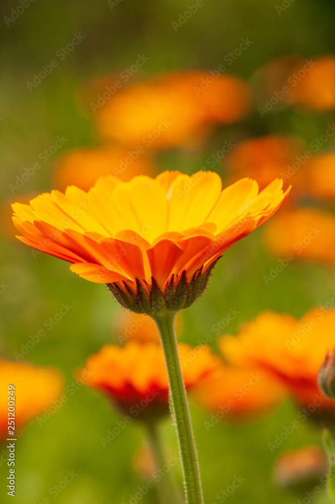 Calendula officinalis, marigold in a herb garden in a sunlight Calendula officinalis, marigold in a herb garden in a sunlight