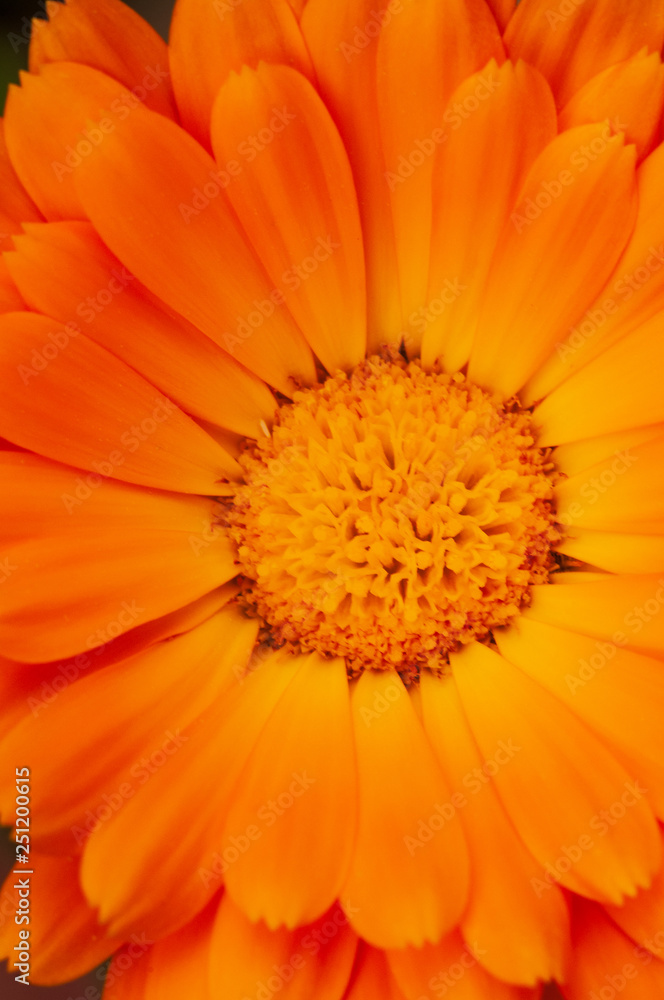 Calendula officinalis, marigold in a herb garden in a sunlight Calendula officinalis, marigold in a herb garden in a sunlight