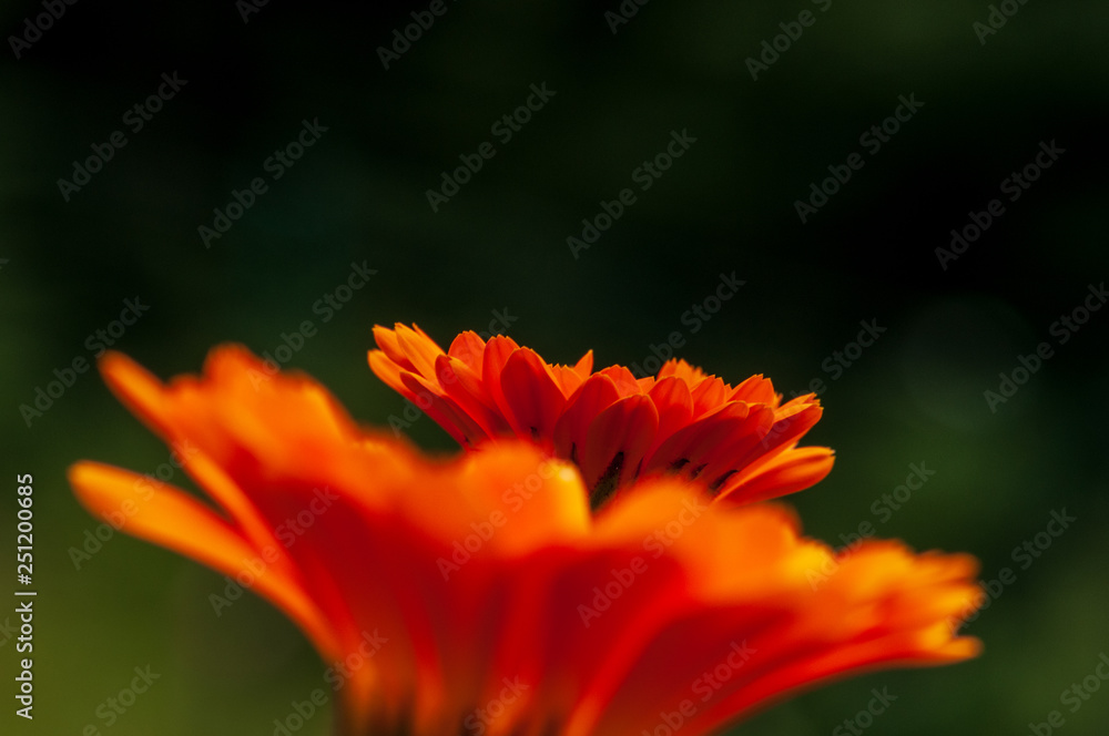 Calendula officinalis, marigold in a herb garden in a sunlight Calendula officinalis, marigold in a herb garden in a sunlight