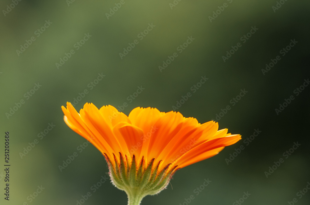 Calendula officinalis, marigold in a herb garden in a sunlight Calendula officinalis, marigold in a herb garden in a sunlight
