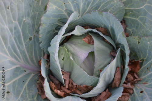 head of cabbage