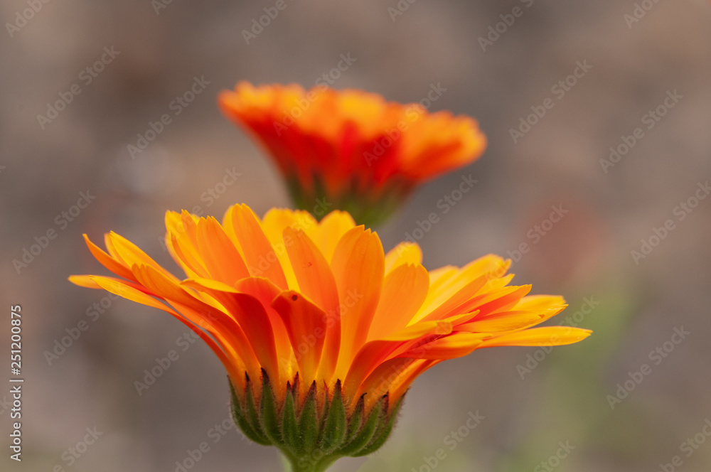 Calendula officinalis, marigold in a herb garden in a sunlight Calendula officinalis, marigold in a herb garden in a sunlight