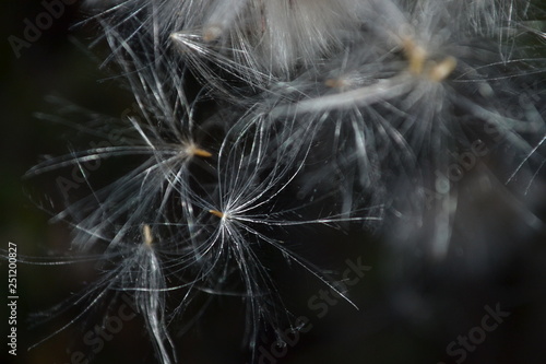 dandelion on black background