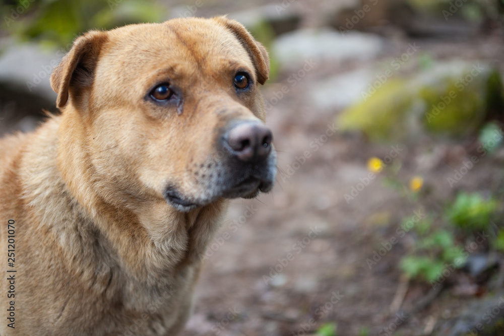 portrait of dog