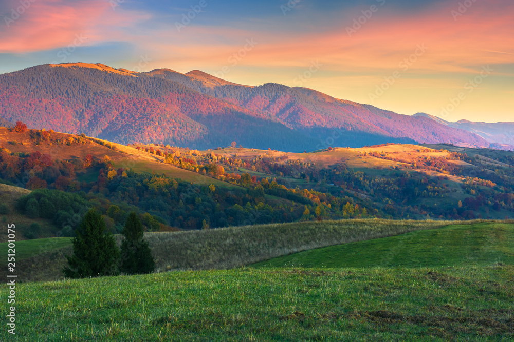 beautiful autumn scenery in mountains at sunset. red clouds on the sky, blue shade in the mountains, grassy green meadow. wonderful carpathian countryside