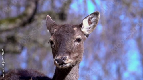 deer-slomotion-hd