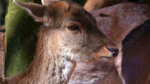 deer-slomo-4k