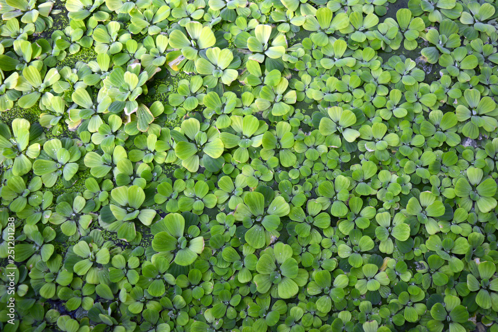 Pistia Stratiotes aquatic plant covering water background Pistia Stratiotes aquatic plant covering water background