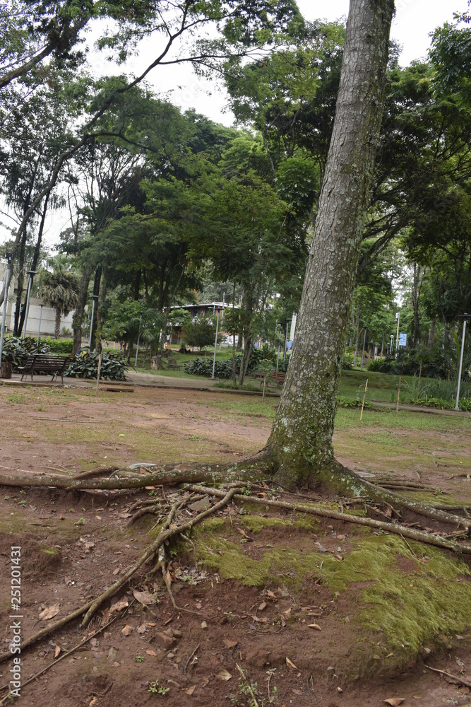 Fototapeta premium Raiz de árvore em solo com erosão, jardim público