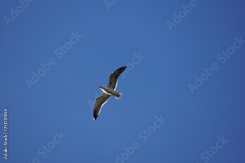 bird, baum, natur, ast, tier, wild lebende tiere, winter, bird, himmel, schnabel, wild, blau, gering, black, frühling, weiß, wald, fauna, feather