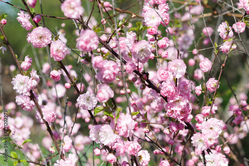 Pink flowering bush in spring Sakura like shrub blossoms in spring with pink flowers