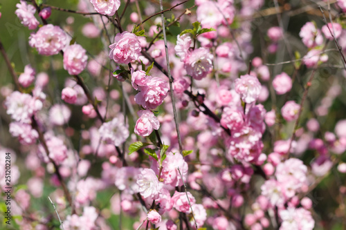 Pink flowering bush in spring Sakura like shrub blossoms in spring with pink flowers