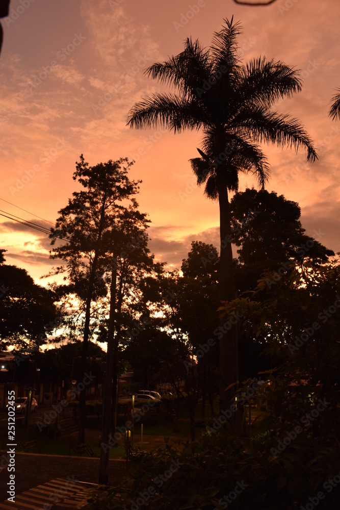 Obraz premium Céu laranja em Pôr-do-Sol e silhueta de árvore tropical