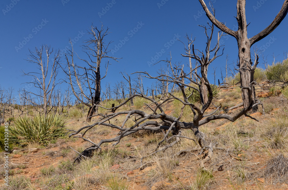 burnt trees at Pony wildfire site on the slopes of Wetheril Mesa in Mesa Verde National Park (Colorado) burnt trees at Pony wildfire site on the slopes of Wetheril Mesa in Mesa Verde National Park (Colorado)