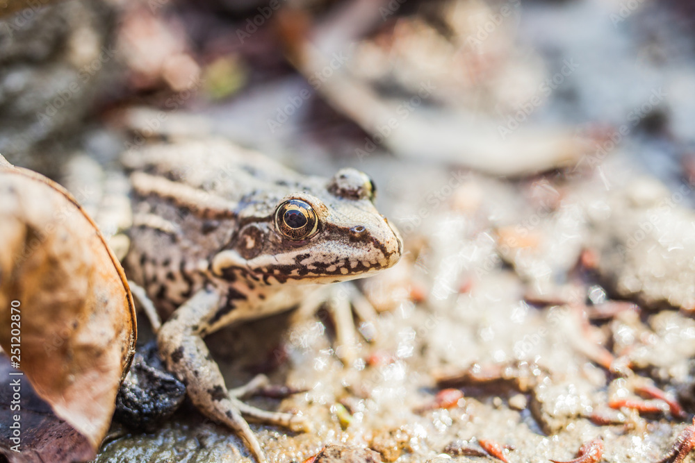 Obraz premium frog on rock