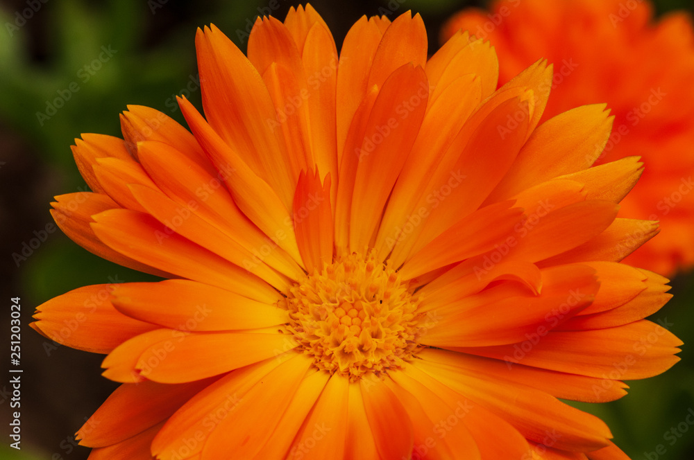 Calendula officinalis, marigold in a herb garden in a sunlight Calendula officinalis, marigold in a herb garden in a sunlight