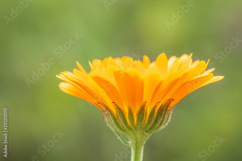 Artistic Calendula officinalis  marigold in a herb garden in a sunlight