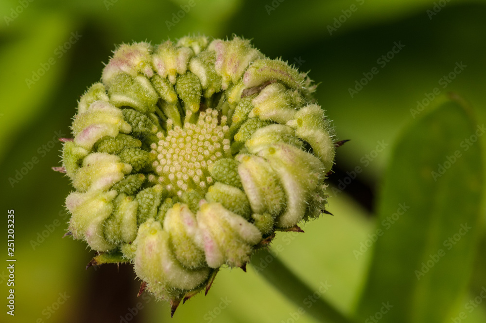 Calendula officinalis, marigold seeds in a herb garden in a sunlight Calendula officinalis, marigold seeds in a herb garden in a sunlight