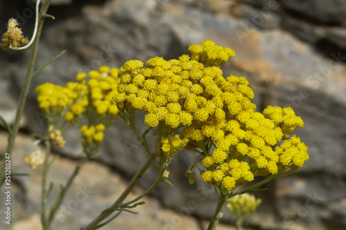 fioritura di Elicriso (Helicrisum italicum) ,primo piano fiori gialli