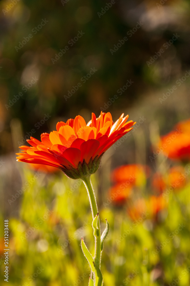 Calendula officinalis, marigold in a herb garden in a sunlight