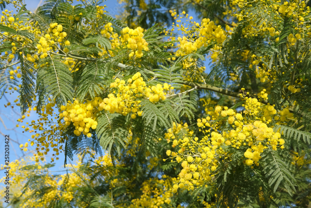 Obraz premium mimosa jaune