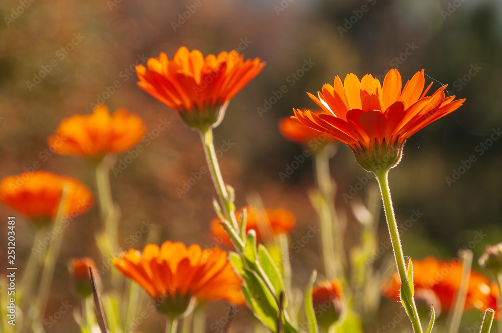 Calendula officinalis, marigold in a herb garden in a sunlight Calendula officinalis, marigold in a herb garden in a sunlight