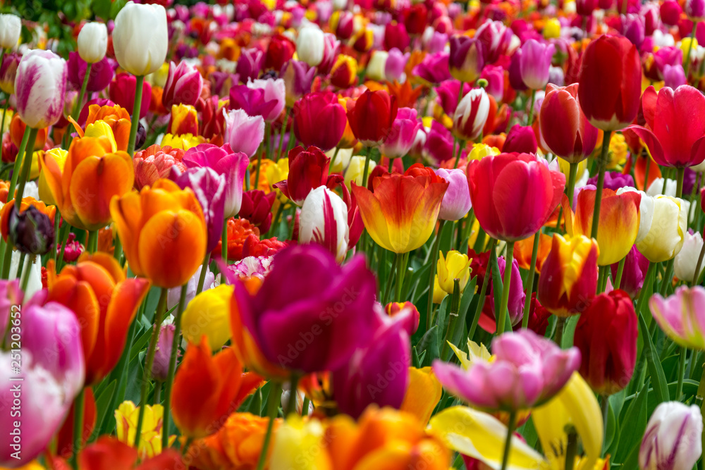 Fototapeta premium Spring Feeling