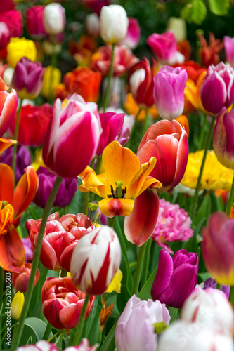 Spring Feeling