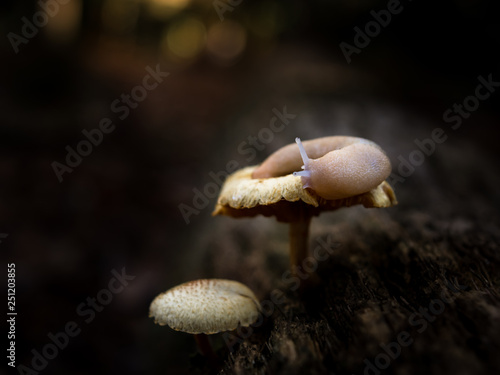 Shroom Slug © Gregory
