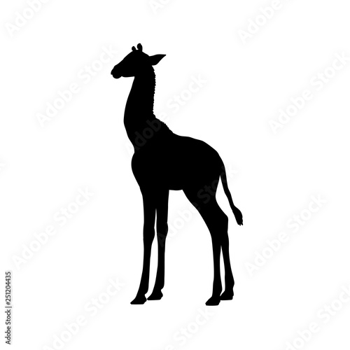 Giraffe calf cub mammal silhouette animal. Vector Illustrator. 