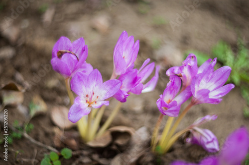 crocus in spring